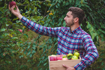 Wall Mural - the farmer collects apples in the garden in a wooden box.