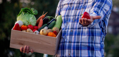 Wall Mural - male farmer holding a box with fresh vegetables. Selective focus