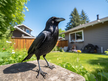 A Photo Of A Crow In The Backyard Of A House In The Suburbs