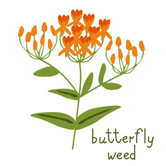 Wall Mural - Butterfly weed vector