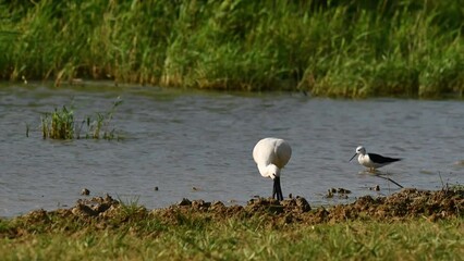 Poster - Eurasian spoonbill Platalea leucorodia, or common spoonbill in the wild. Bird looking for food at the bottom of the lake. Slow motion.