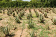 © ADDICTIVE STOCK - Green aloe vera plants with drip water wires in countryside