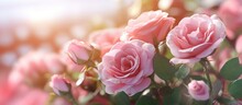 Summer Delicate Blooming Pink Roses,pastel Background