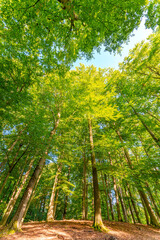 Wall Mural - early autumn forest with setting sun shining through leaves and branches. nature, environment and su