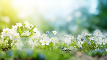 Wildflowers In Fresh Grass Against Blurred Background - Ecology Concept