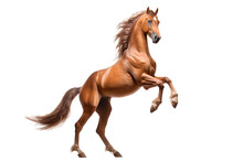 Horse Isolated On Transparent Background Rearing. Animal Right Side Portrait.