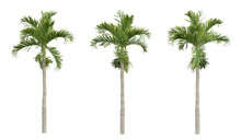 Areca Catechu Palm Tree On Transparent Background, Tropical Plant, 3d Render Illustration.