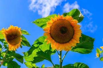 Two Giant Sunflower Flowerheads with Ray and Disc Detail