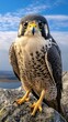 © KWY - A majestic bird of prey perched on a rugged rock