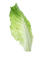 Fresh leaf of green romaine lettuce isolated on white