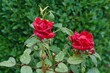 Kleinblütige rote Rosen mit Regentropfen