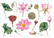 Watercolor lotus flowers, leaves illustrations, hand painted, pink water flower, water lily, seeds, botanical painting, floral invitations