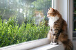 Relaxed cat sitting on window sill in front of defocused foliage on a sunny day. Cute fluffy calico kitty watching birds or squirrel outside. Mental enrichment for indoor cats. Selective focus.