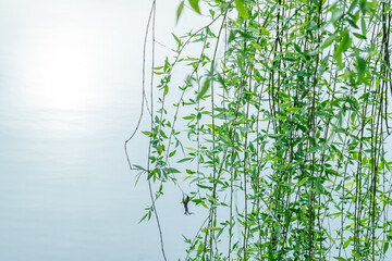 Wall Mural - green tree branches almost touching the lake water