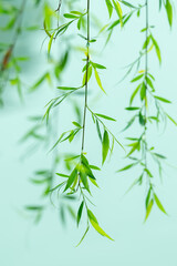 Wall Mural - green tree branches almost touching the lake water