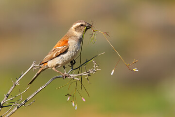 Poster - Female Cape sparrow (Passer melanurus) perched on a branch, South Africa.