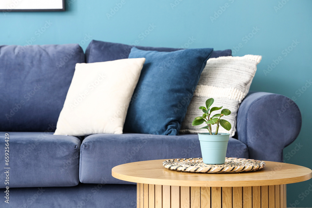 Houseplant on coffee table near blue sofa with cushions, closeup