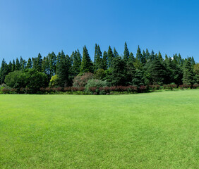 Wall Mural - scenic view of trees on green grassland against sky