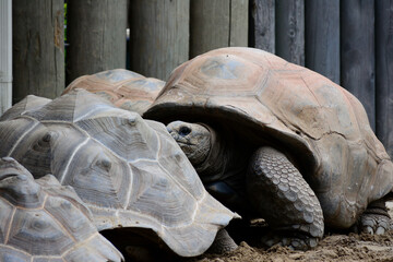 turtle on the rocks