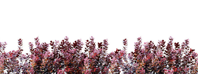 Wall Mural - Isolated autumn plant on transparent background 3d rendering png