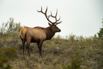 Canvas Print - Bull Elk during the Rut