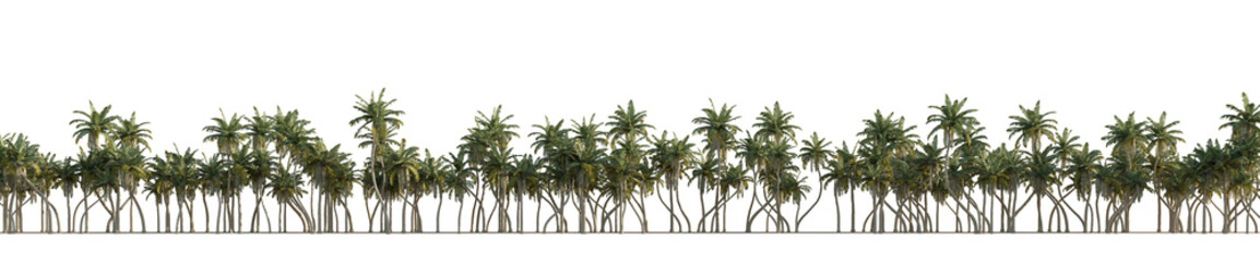 Wall Mural - isolated coconut tree, best use for image background