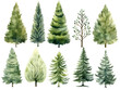 © TatjanaMeininger - Set of different watercolor pine trees isolated on white background