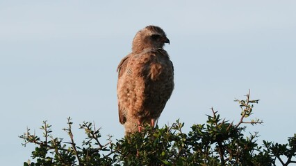 African Hawk Sitting On The Tree Top Against Blue Sky. - closeup