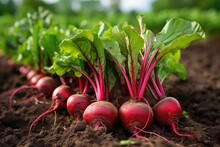 Harvest Red Beets In The Garden.