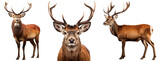 Fototapeta  - Red deer collection (portrait, standing, side view), animal bundle isolated on a white background as transparent PNG
