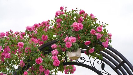 Wall Mural - Blooming pink roses bush in morning garden. Fresh white flowers blossom in green leaves. natural pink roses buds swaying in spring wind in sun light. beautiful fragrant backdrop