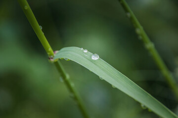 Canvas Print - water drops on a leaf