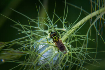 Poster - bug on a green leaf