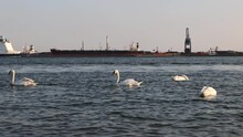 White Swans Swim In The Sea, Ocean. In The Background Are Ships And Seaport. Beautiful Waves Are Lit In The Evening Sun. North Sea. Netherlands. Slow Motion.
