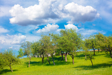 Wall Mural - Beautiful rural landscape with green trees and blue cloudy sky in spring. Mountain landscape