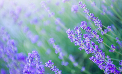 Wall Mural - Selective focus on the lavender flower in the flower garden - lavender flowers lit by sunlight.