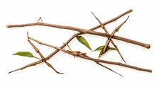 Walking Stick Insects, Stick-bugs, Bug Sticks, And Ghost Insects Are All Names For Stick Insects. Isolated On A White Background, A Brown Stick Insect.