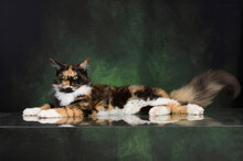 Beautiful Calico Maine Coon Cat Lying On Green Studio Background