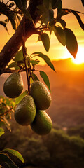 Wall Mural - Under the setting sun four avocados hanging from a branch in the evening breeze.