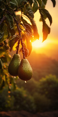 Wall Mural - In the quiet morning, an avocado captures the fresh start with water drops.