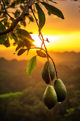 Wall Mural - Three avocados on the branch bathed in the golden morning light.