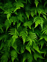 Green Fern Leaves Abstract Natural Background Wallpaper