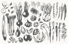 Hand Drawn Ink Sketch Of Vegetables