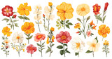 Fototapeta Pokój dzieciecy - Spring flowers Illustration colorful flower set, Flower illustrations, hibiscus, jasmine, marigold