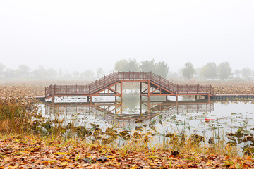 Wall Mural - The misty lake in the early morning