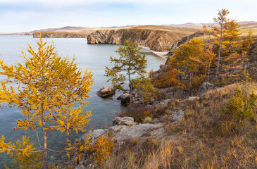 Wall Mural - baikal lake on october. olkhon island. beautiful autumn landscape with yellowed larch trees on backg