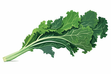 Wall Mural - Kale vector flat minimalistic asset isolated vector style illustration