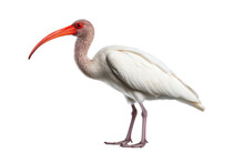 Ibis Isolated On Transparent Background, Generative Ai