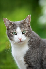 Wall Mural - Young tabby cat in nature background