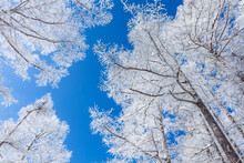 冬の青空と美しい霧氷に覆われたカラマツ3